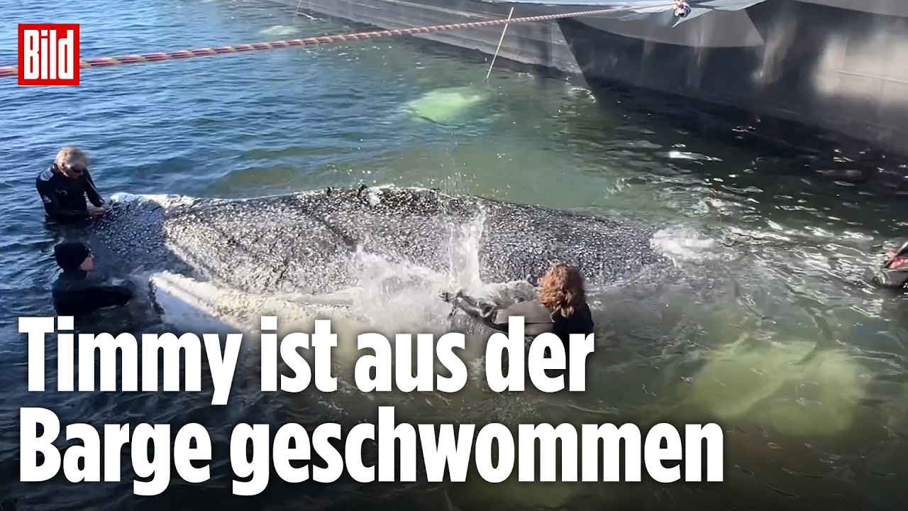 🔴 Tag 33 der Wal-Rettung: Timmy ist endlich frei! | BILD LIVE