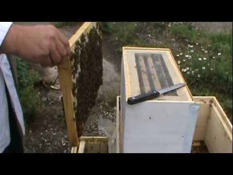 2. Practical beekeeping - Detailed analysis of the behavior of the Bio Hive on the hearth 2/4
