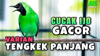 Download lagu CUCAK IJO GACOR ISIAN TENGKEK UDANG COCOK BUAT PANCINGAN MENAIKKAN EMOSI IJO LAIN AGAR CEPAT JAMTROK mp3 Download lagu CUCAK IJO GACOR ISIAN TENGKEK UDANG COCOK BUAT PANCINGAN MENAIKKAN EMOSI IJO LAIN AGAR CEPAT JAMTROK mp3