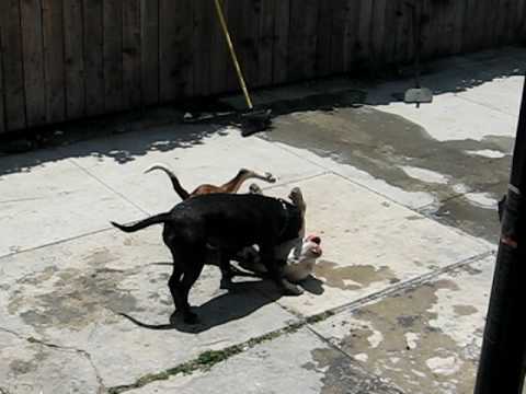 SALLY Y ZERO JUGANDO