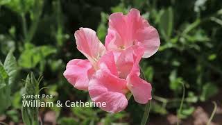 Sweet Pea 'Gwendoline'