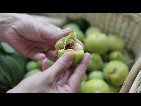 Agriturismo Podere pIcciolo (Toscana, Italy)