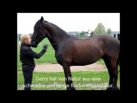 Rückentraining für Pferde - Friese Gerry nach 12 Tagen Training - Pferdetrainer werden