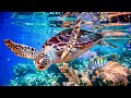 Relaxing Music For Nerves Calming Music Healing Music For The Heart And Blood Vessels