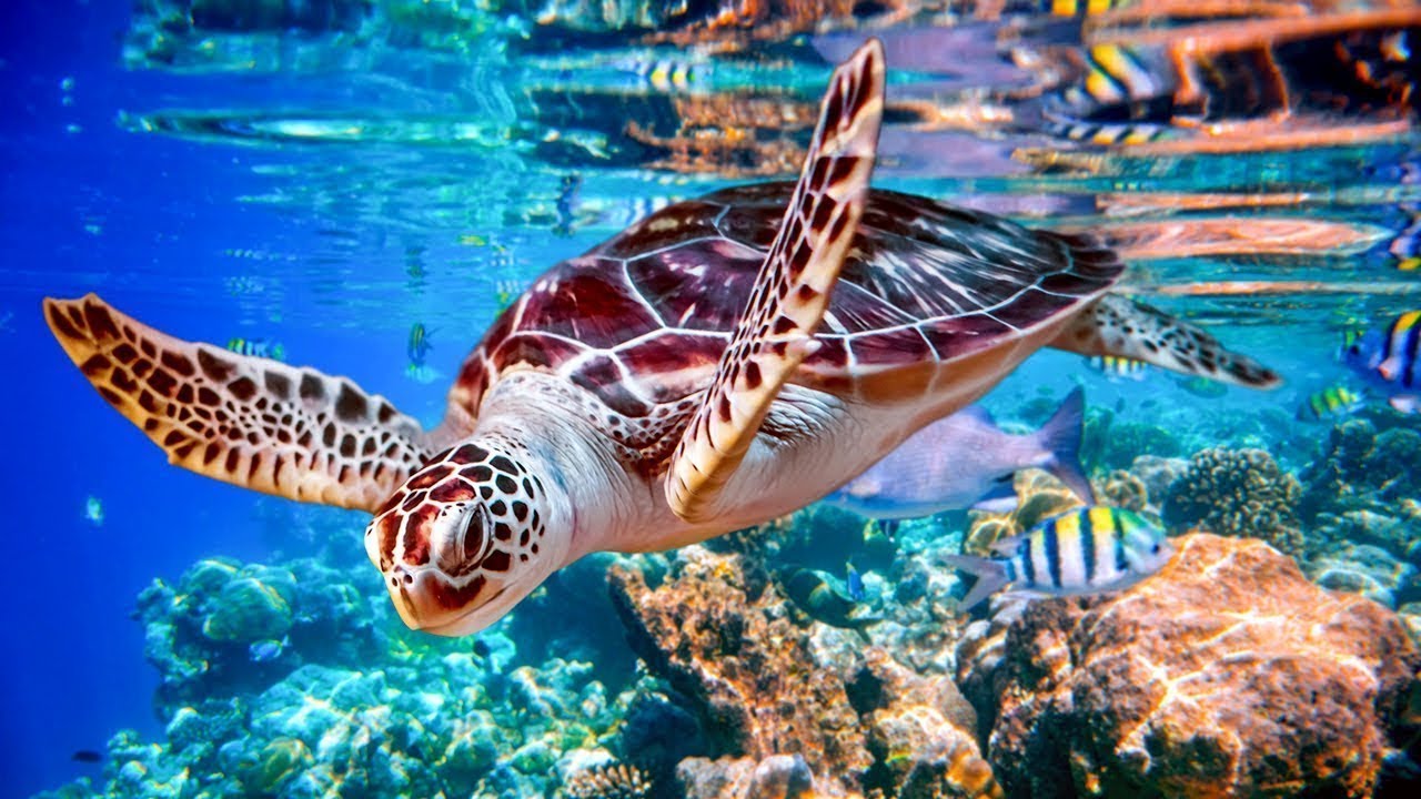 Relaxing Music For Nerves 🌿 Calming Music, Healing Music For The Heart, And Blood Vessels