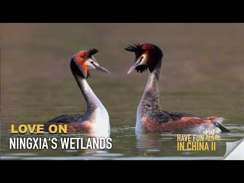 Have Fun in China II | Love on Ningxia's wetlands