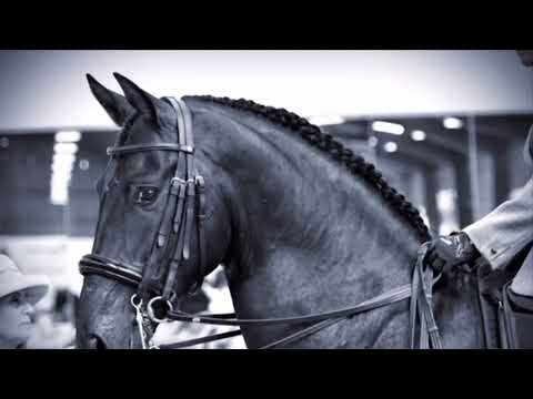 Stunning & Talented Black PRE Stallion 16.1hds  2009