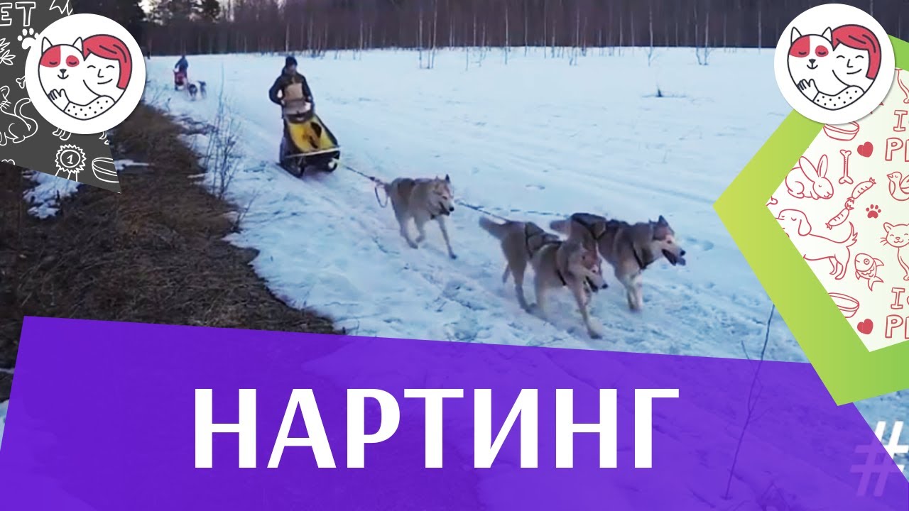 Гонка нартинг ЗС Последний рубеж
