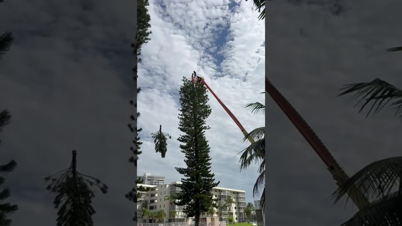 Tree Service of South Florida INC