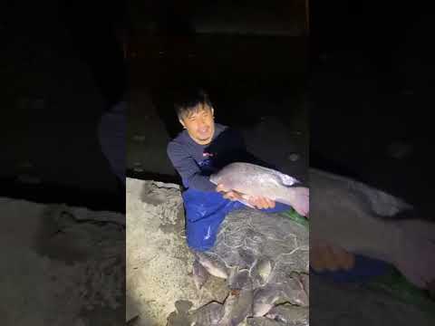 Amazing Cast Net Fishing Skill Catch Giant Fish - Awesome Traditional Net Fishing #fishing #viral