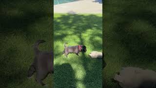 Video preview image #1 Chihuahua-Unknown Mix Puppy For Sale in Corona, CA, USA