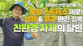 샤인머스켓의 달인들 7편 : 토양 스트레스 제로! 열과 & 냉해 없는 고품질 샤인머스켓 재배법