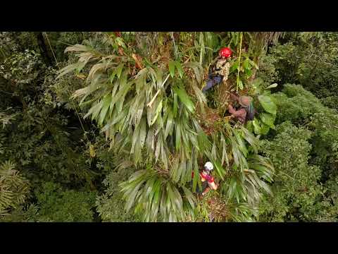 Collection of ferns in LOT01