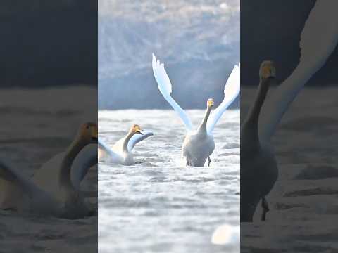 风浪越大天鹅越喜欢起飞，高清观看7级大风中起飞的天鹅夫妇 #birds #wildlife #animals #nature #goose