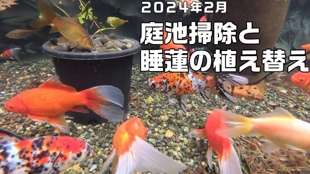 【池づくり】庭池掃除と睡蓮の植え替え　　～２０２４～
