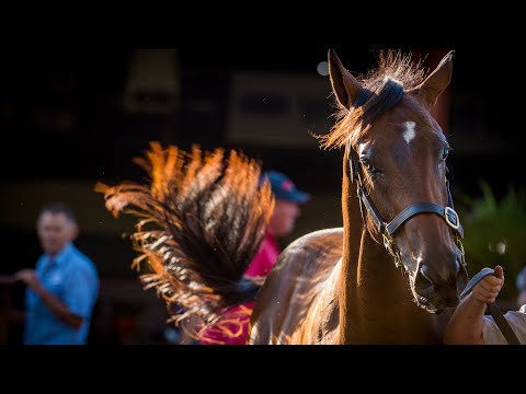 2019 Gold Coast March Yearling Sale Day 2 (Live Stream Archive)