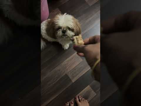 Dog# sizuu#no work to do#only foot#and sleep, Leo cute#