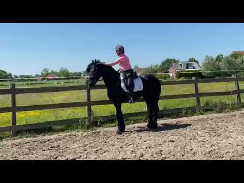 Stal Okkema's Leonardo - Markus x Eibert - Stallion - 2019 - 1.68m