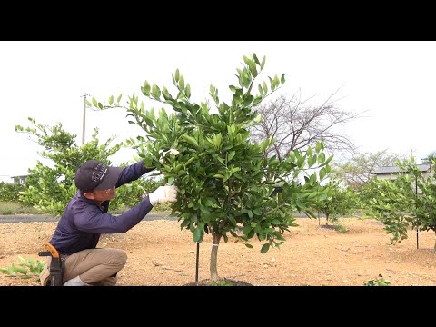 灰を菜園にいつ入れるのですか？すべての理由と理由!  庭園