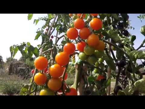 download lagu mp3 mp4 Tomato Uk, download lagu Tomato Uk gratis, unduh video klip Tomato Uk