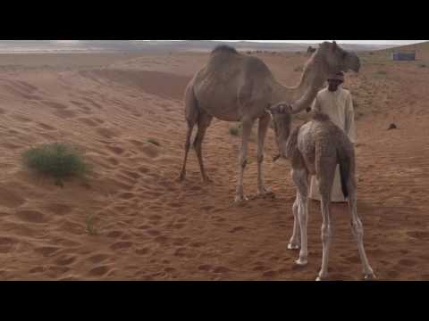 Baby camel in Wahiba Sands desert - Oman