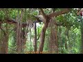 Udalamarri Marri Chettu 134 Years Part 2