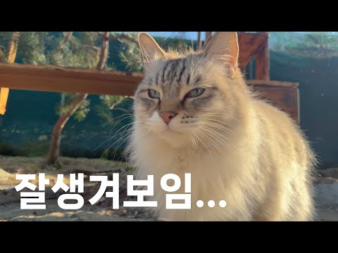 고양이 사회의 정의로운 산골짜기 군기반장!