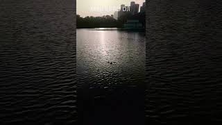 Mini 5 Pro drone flying over a lake #dji #drone #mini5pro #רחפן#ducks #waves #fish