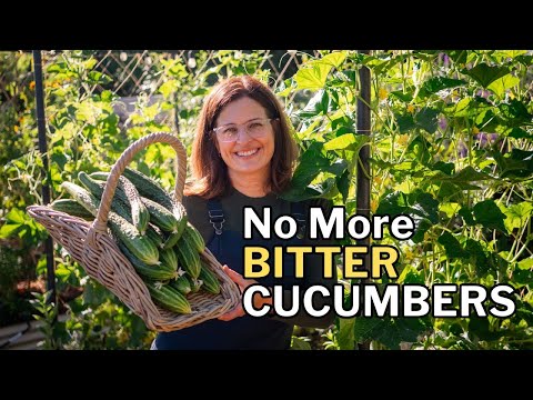 CUCUMBER GROWING TIPS for Hot, Dry Climates