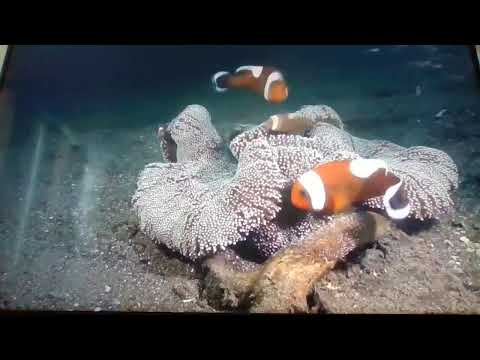 Happy friday /LS4 wh/flex your channel