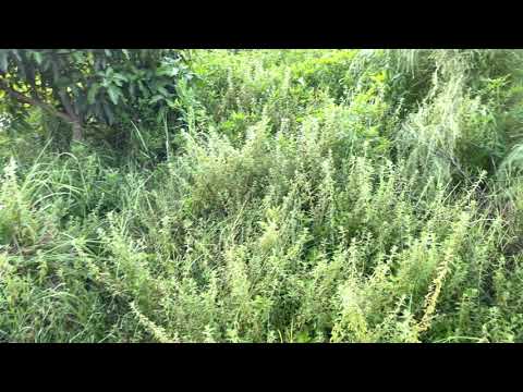 Biodynamic Natural Farming, what is and what is not Ecological Farming.