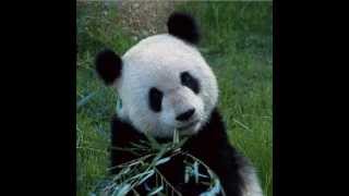 WWF Giant Panda awareness