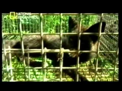 De lobo a perro  Genetica y cria selectiva