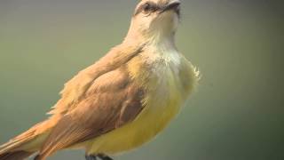 preview picture of video '26.9.13 Moucherolle querelleur (Machetornis r. rixosa, Cattle Tyrant)'