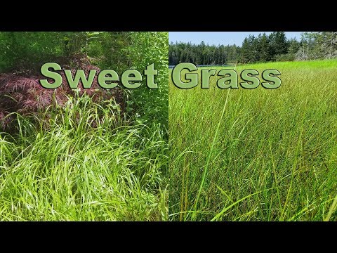 Swi'te' - Sweet Grass