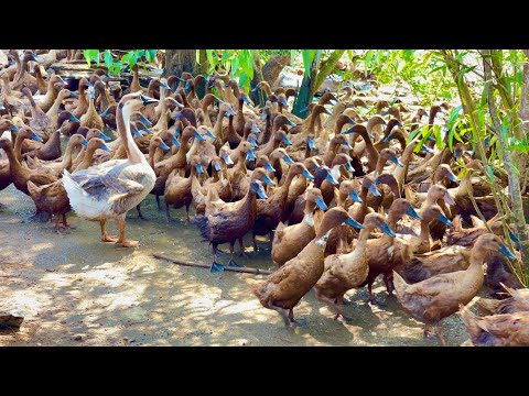 HOME FARM! 2000 ducks farm for eggs