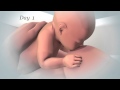 Initiation Of Breastfeeding English