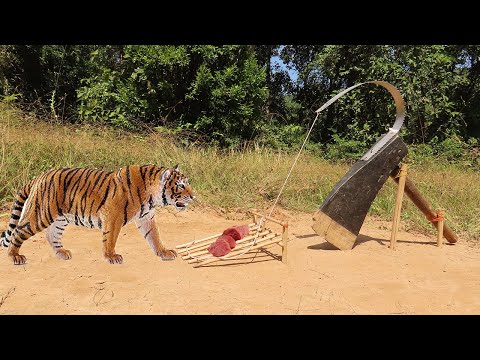 Tiger-Trap Mp4 3GP Video & Mp3 Download unlimited Videos Download - Tiger-Trap Mp4 3GP Video & Mp3 Download unlimited Videos Download -