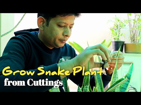 How to Grow Snake Plant from Cuttings,propagate snake plant from leaf cutting स्नेक प्लांट को कंटिग Video