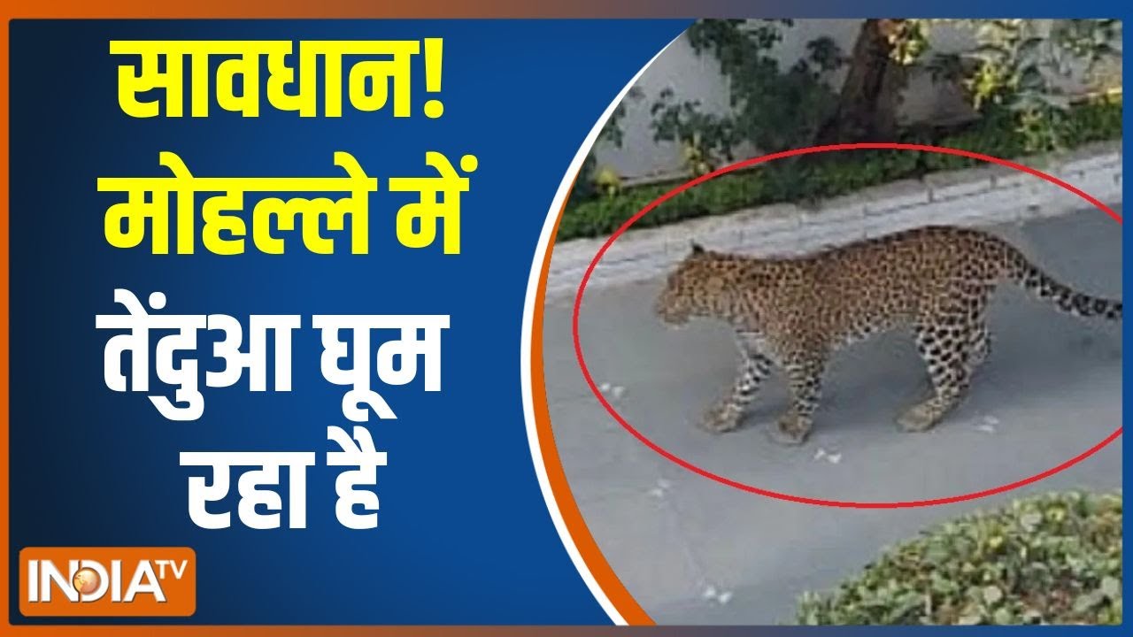 Panchkula Tendua Attack: सावधान! मोहल्ले में तेंदुआ घूम रहा है | Haryana | Anima