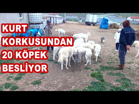 HE KEEPS 20 DOGS TO PROTECT HIMSELF FROM WOLVES.