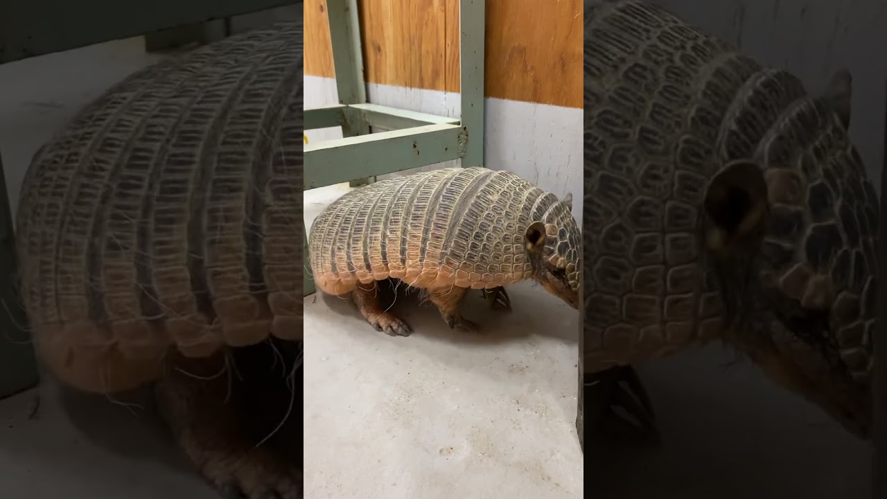 物を使って背中をかくアルマジロむっちゃん♪#shorts #アルマジロ #動物