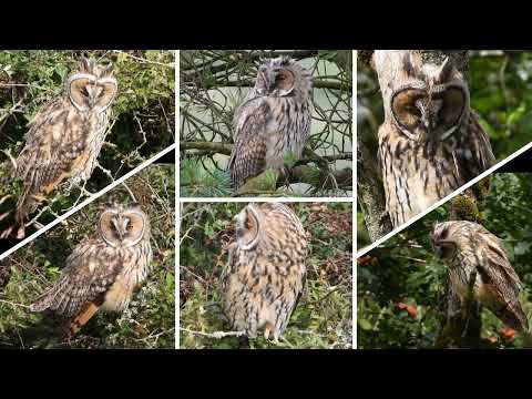 Myšiarka ušatá (Asio otus) — volania dospelých aj mláďat, lov