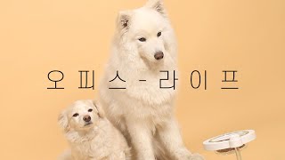 펫프렌즈 마스코트 방실이의 하루