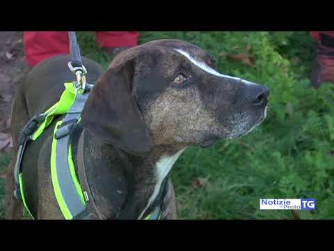 2021-02-16 PRATO - SCOPERTA NUOVA INFESTAZIONE DI TARLO ASIATICO