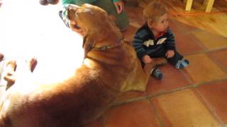 Bloodhound Ruby & a baby