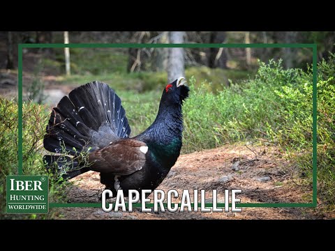 Capercaillie attack in Belarus