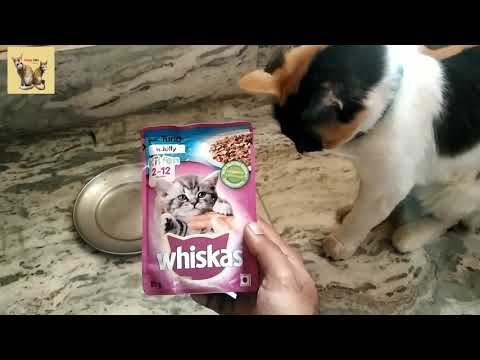 Whishkas In Jelly 2-12 Kitten Food Review