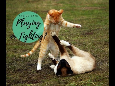 Cat Play vs. Cat Fight & How to Tell the Difference - Cute Cats Playing Together! - Cats and Cat Nip