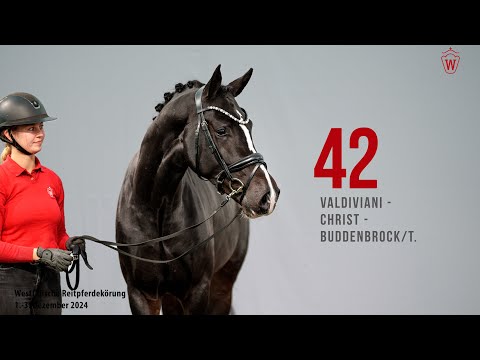 Reitpferdekörung 2024 Katnr.42 Valdiviani - Christ - Buddenbrock/T.